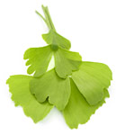 Ginkgo biloba